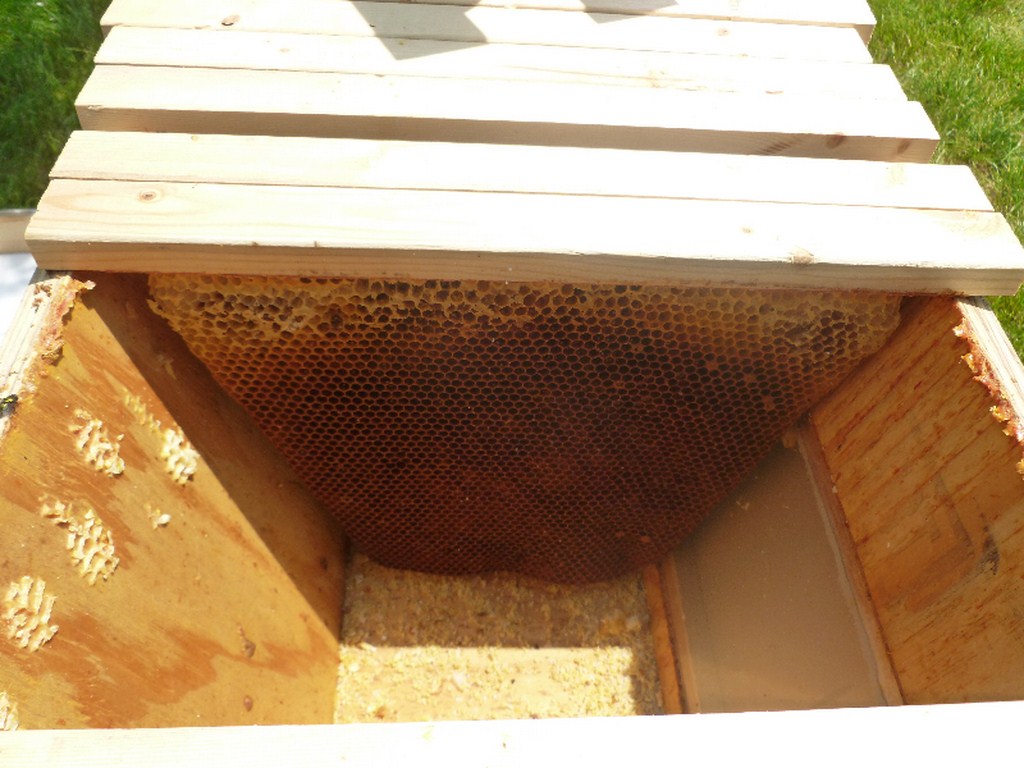 Inside a Top Bar Hive  1  Central Indiana Beekeepers 